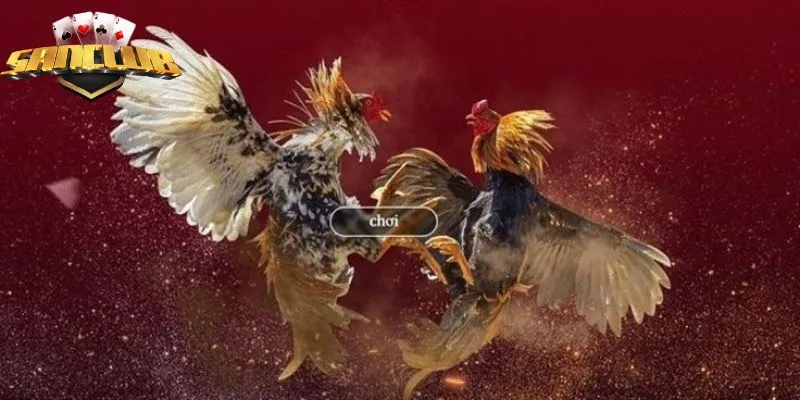 da ga cuc chat voi nhieu tran chien kich tinh da ga cuc chat voi nhieu tran chien kich tinh